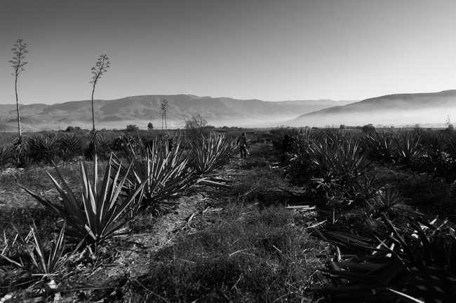 Campos de agave ao amanhecer