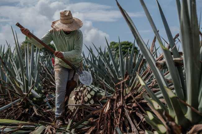 G4 Tequila — Jimador colhendo agave