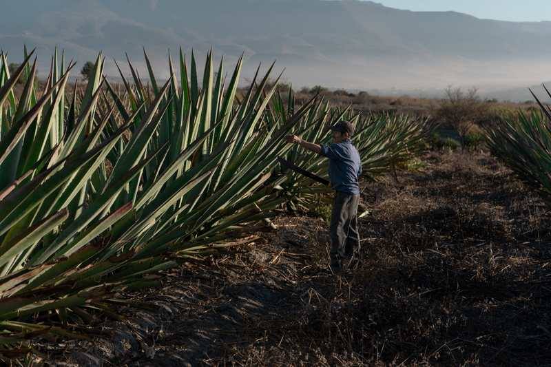 Campos de agave ao amanhecer